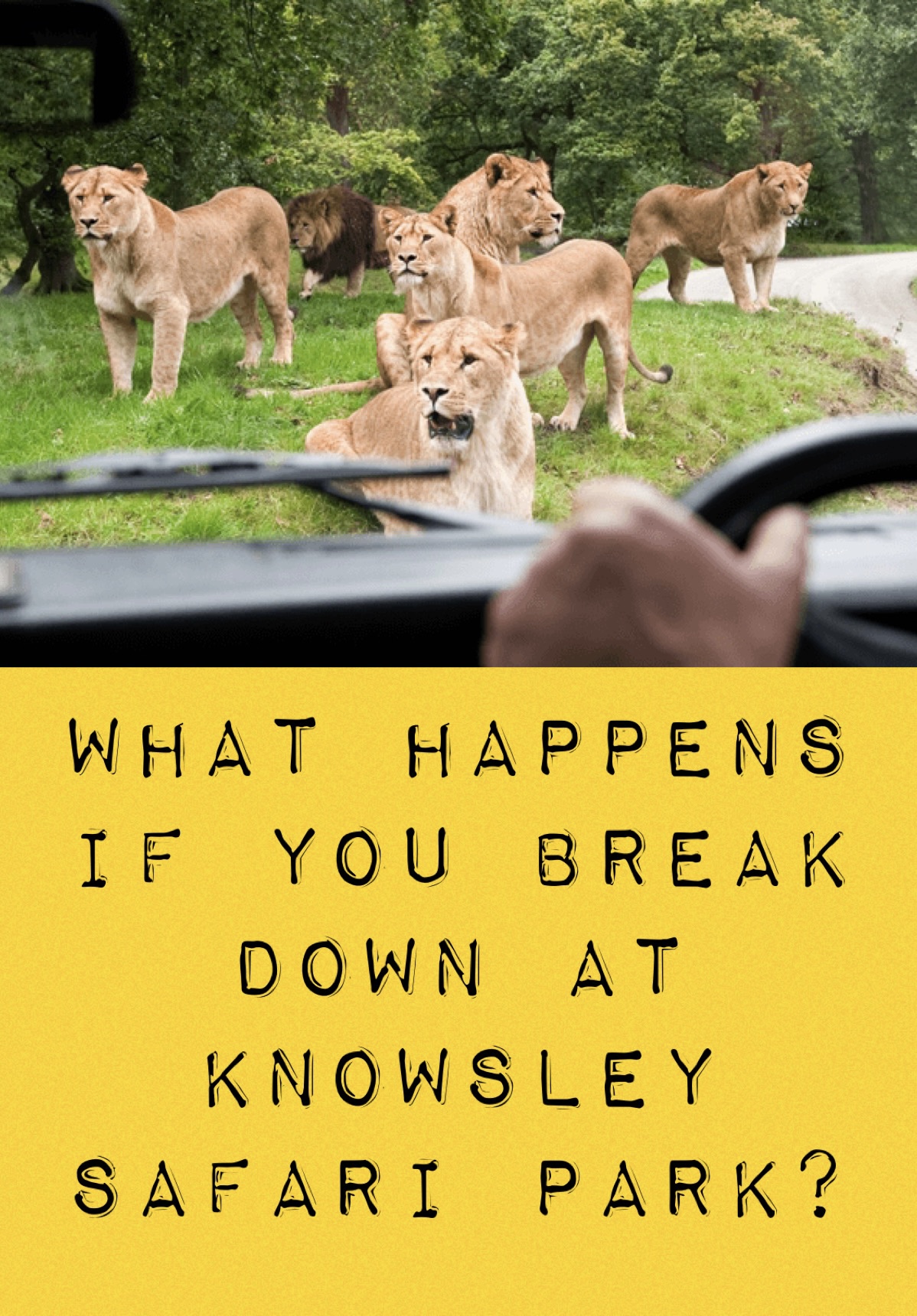 What Happens When I Break Down In Knowsley Safari Park What Happens When You Break Down In Knowsley Safari Park : Knowsley Safari Park Car Broke Down