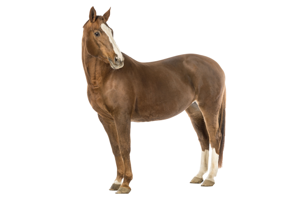 Horse Box Repairs & Service North West Horse Box Repairs & Service North West : Mobile Horse Box Repairs North West : Mobile Horse box Mechanic North West